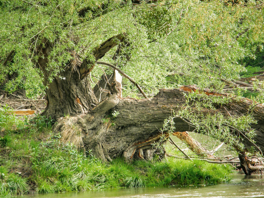 Silber Weide Nationalpark Donau Auen