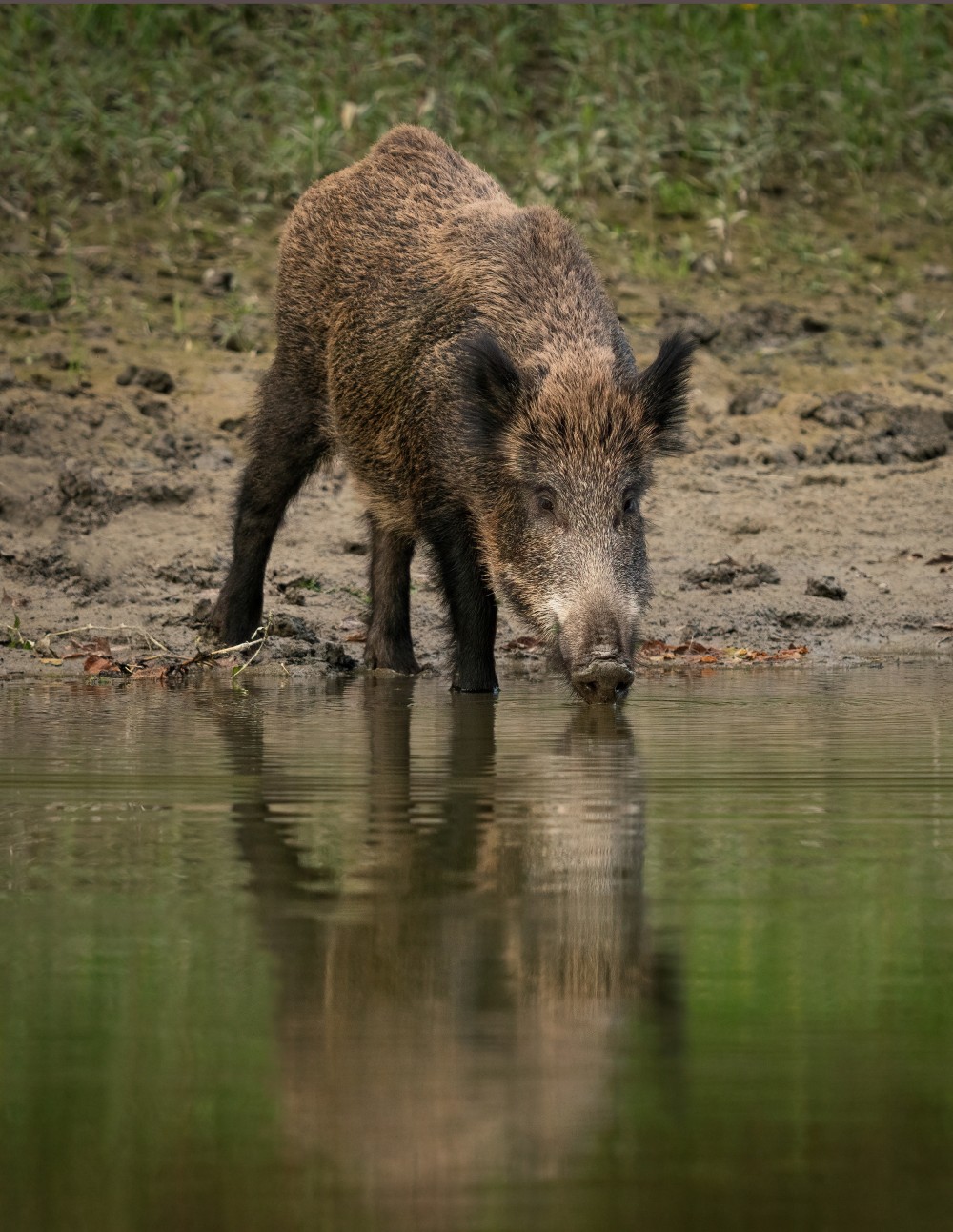 /assets/blog/20240711_hitze/nationalpark-donau-auen-wildschwein,-kaes.jpg