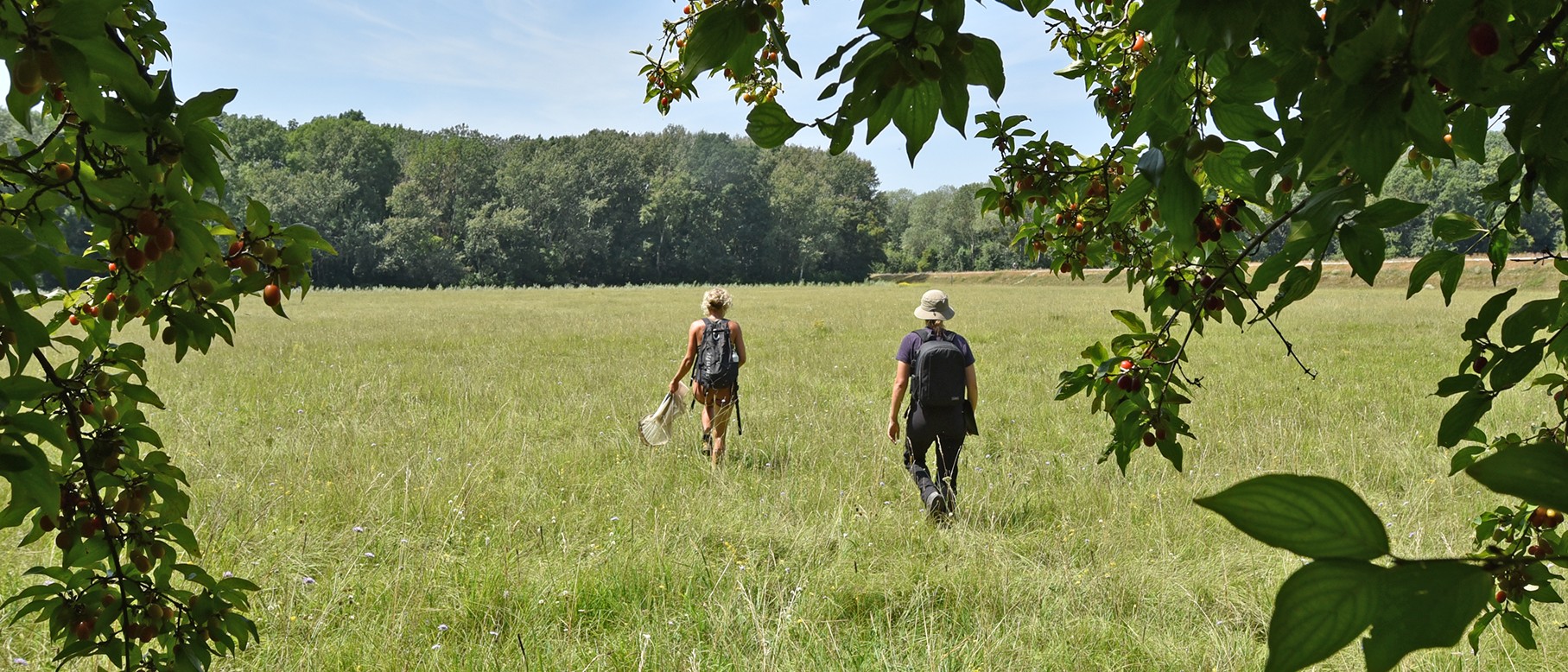 nationalpark-donau-auen-wildbienen-cover.JPG