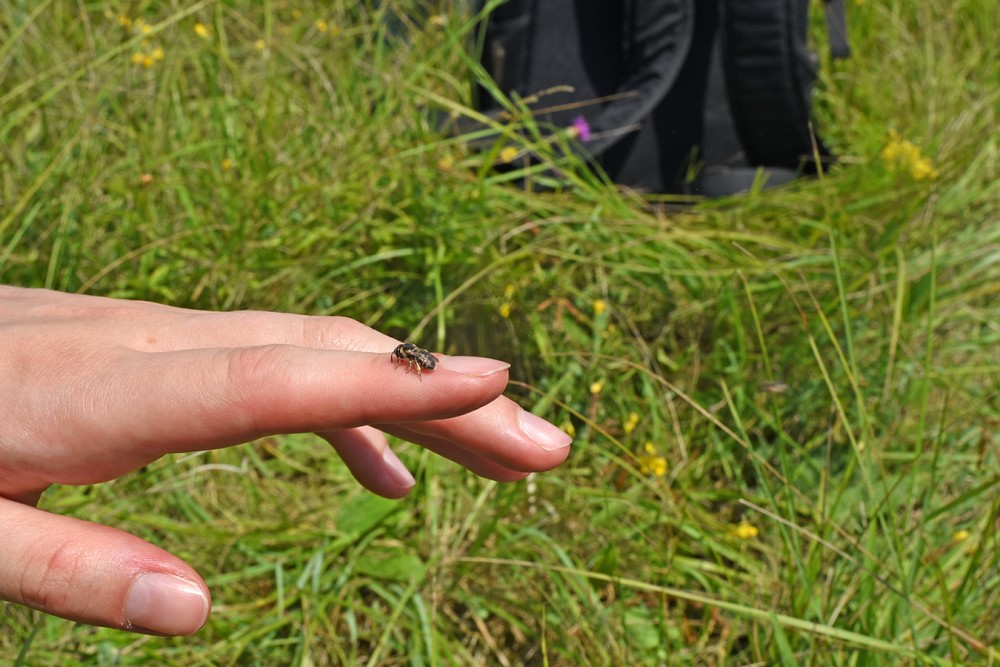 /assets/blog/20240729_aufbienensuche/nationalpark-donau-auen-wildbienen_-(1).JPG