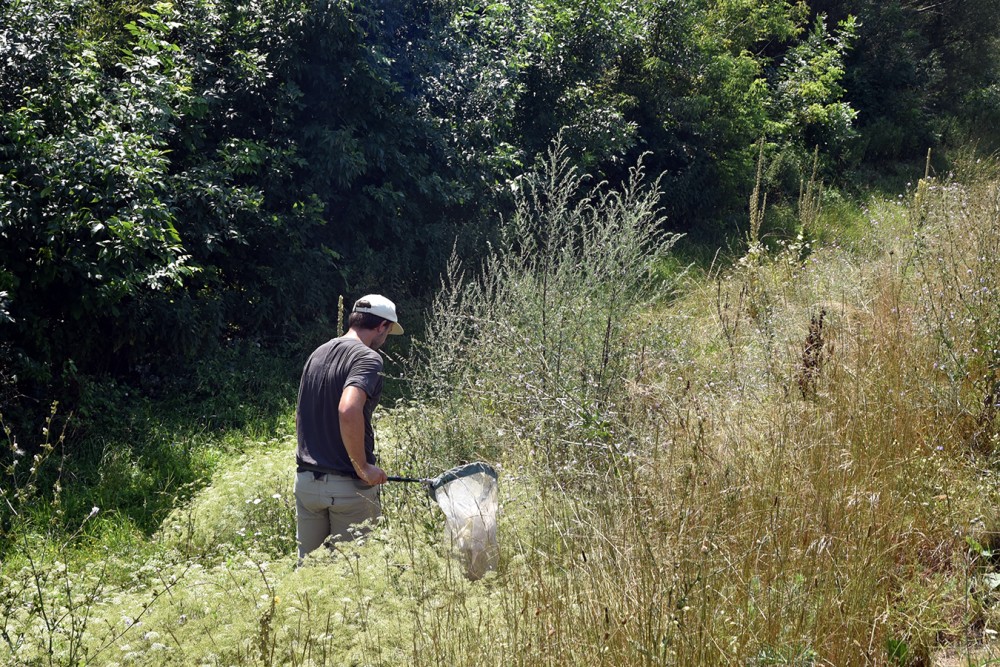 /assets/blog/20240729_aufbienensuche/nationalpark-donau-auen-wildbienen_-(4).JPG