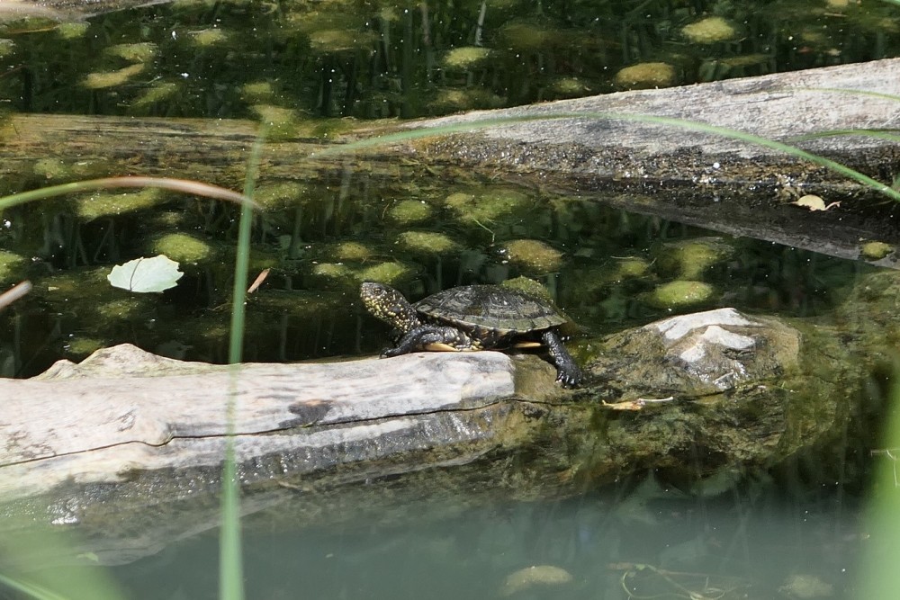 /assets/blog/20240802_berichtklara/nationalpark-donau-auen-8.jpg