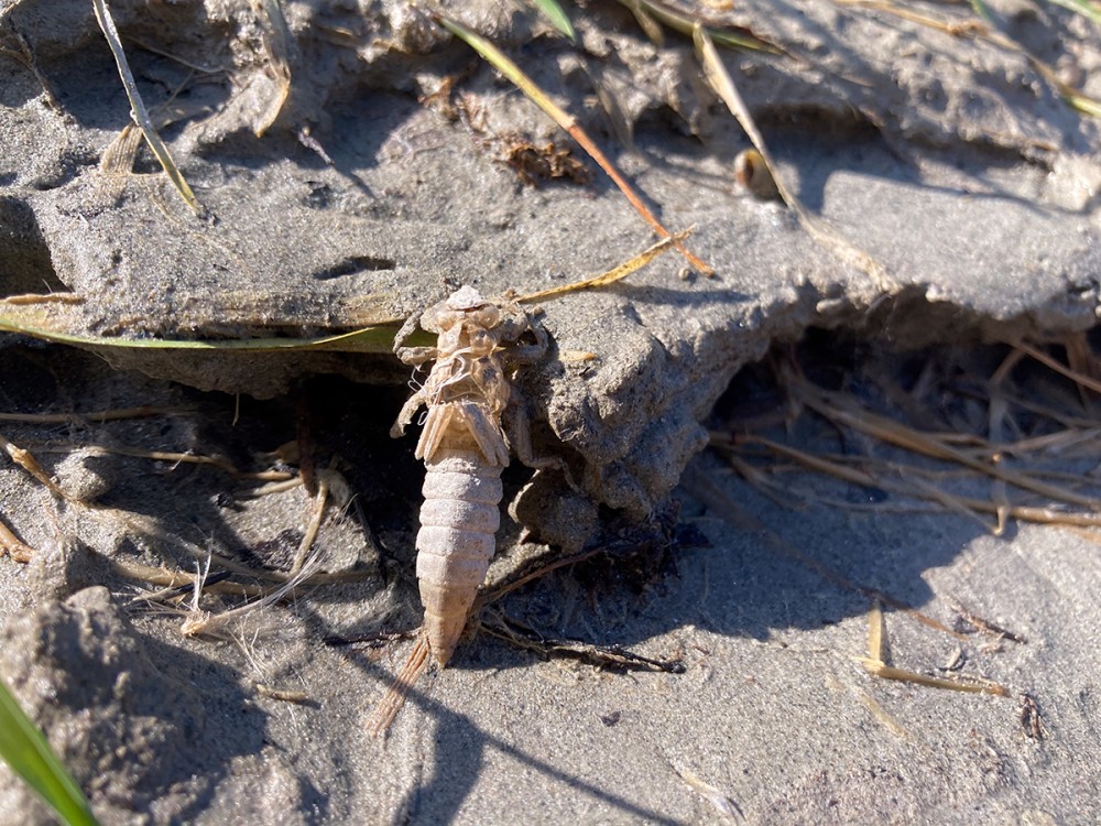 /assets/blog/20240903_libellennachweis/nationalpark-donau-auen-libelle2.jpg