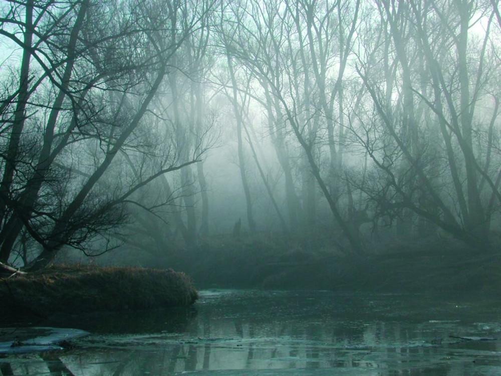 /assets/blog/20241125_nebel/nationalpark-donau-auen-nebel_-(1).jpg