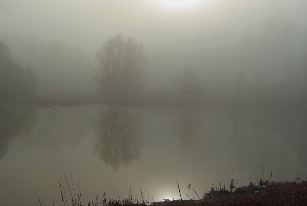 /assets/blog/20241125_nebel/nationalpark-donau-auen-nebel_-(2).jpg