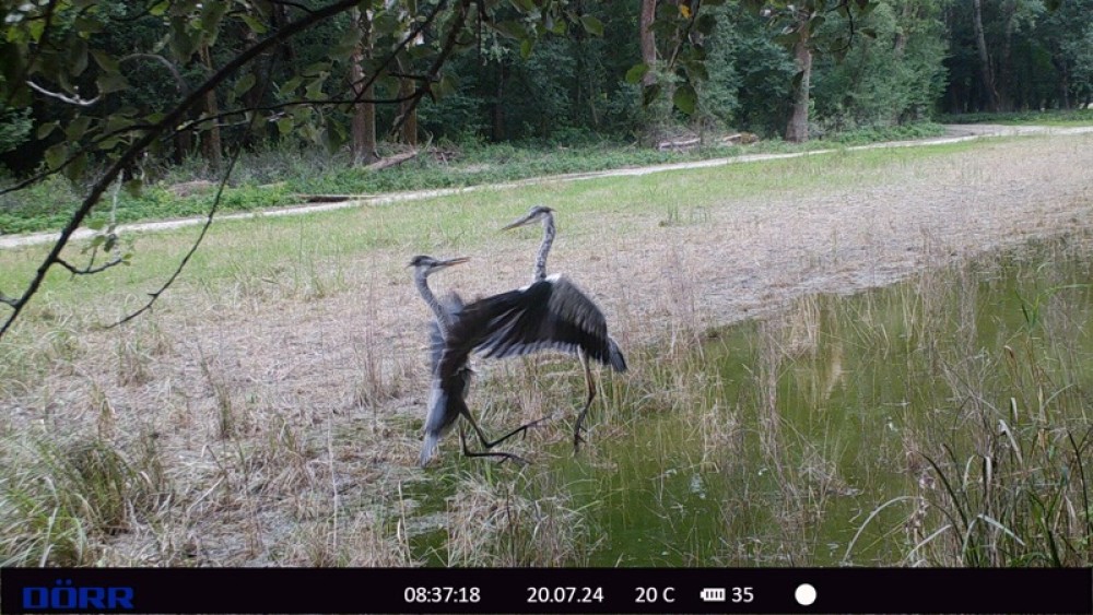 /assets/blog/20241212_lukaspraktikum/nationalpark-donau-auen--05_wildkamera_graureiher.jpg