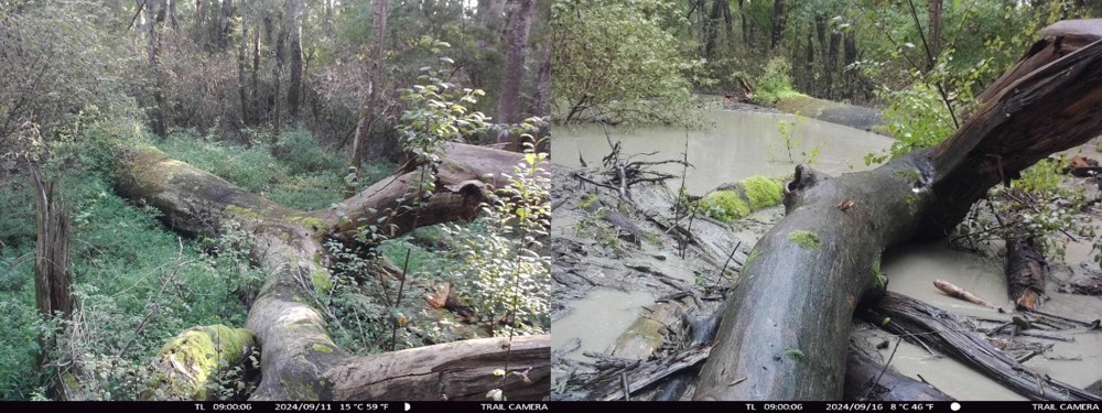 /assets/blog/20241212_lukaspraktikum/nationalpark-donau-auen--10_hochwasser_2.jpg