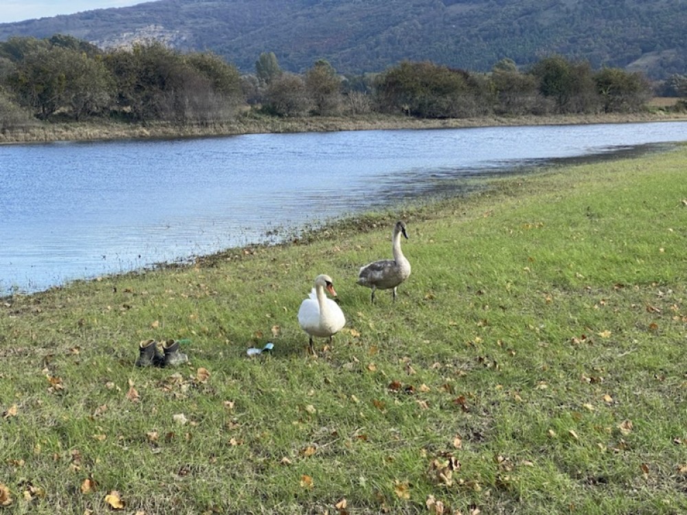 /assets/blog/20241212_lukaspraktikum/nationalpark-donau-auen--11_wiese_schwane.jpg