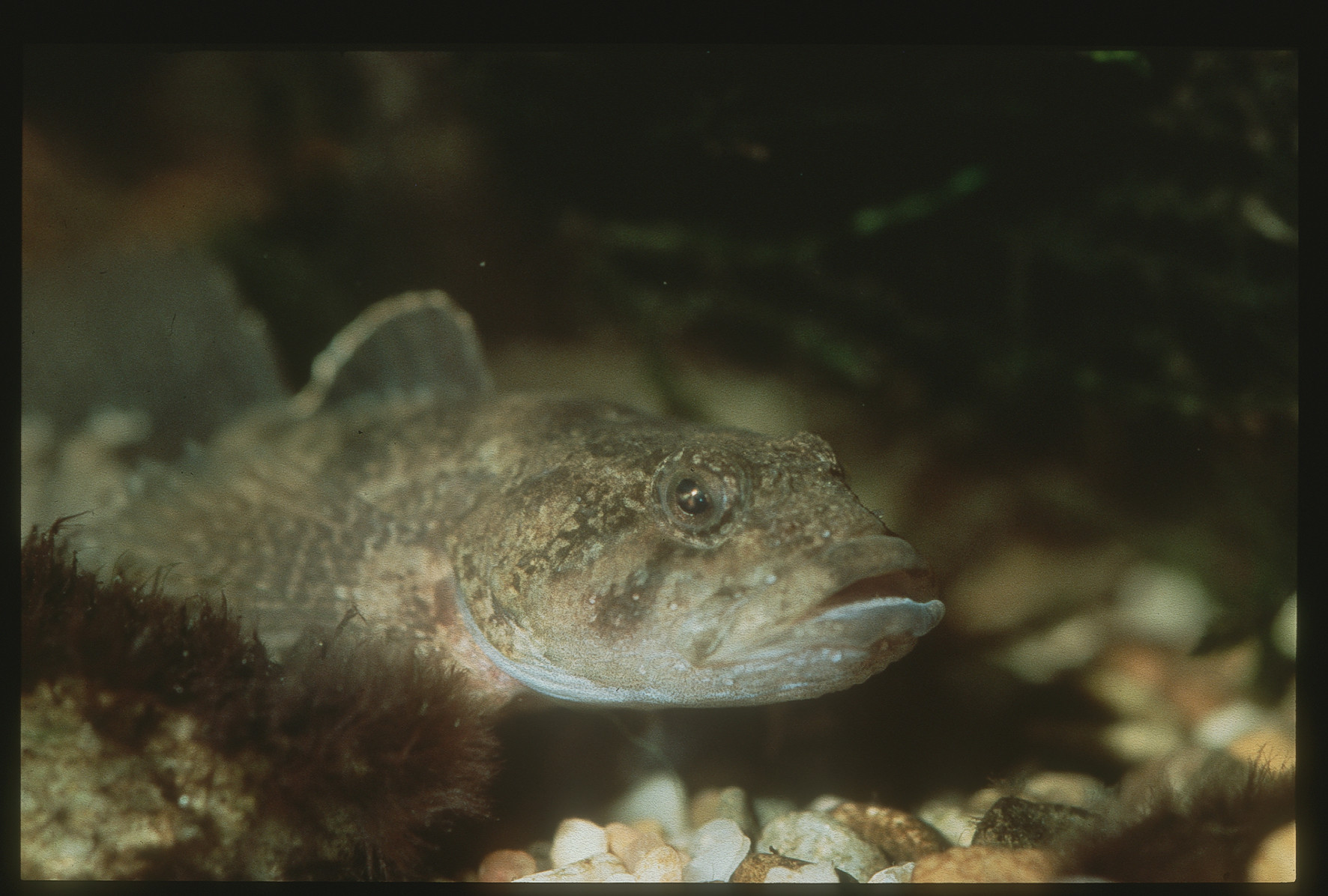 Nationalpark-Donau-Auen-1694-75-Fauna-Fische-Koppe,-Grotensohn.jpg