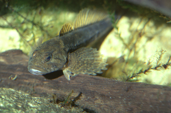 Nationalpark-Donau-Auen-9295-75-Fauna-WT-Fische-Koppe,Grotensohn.jpg