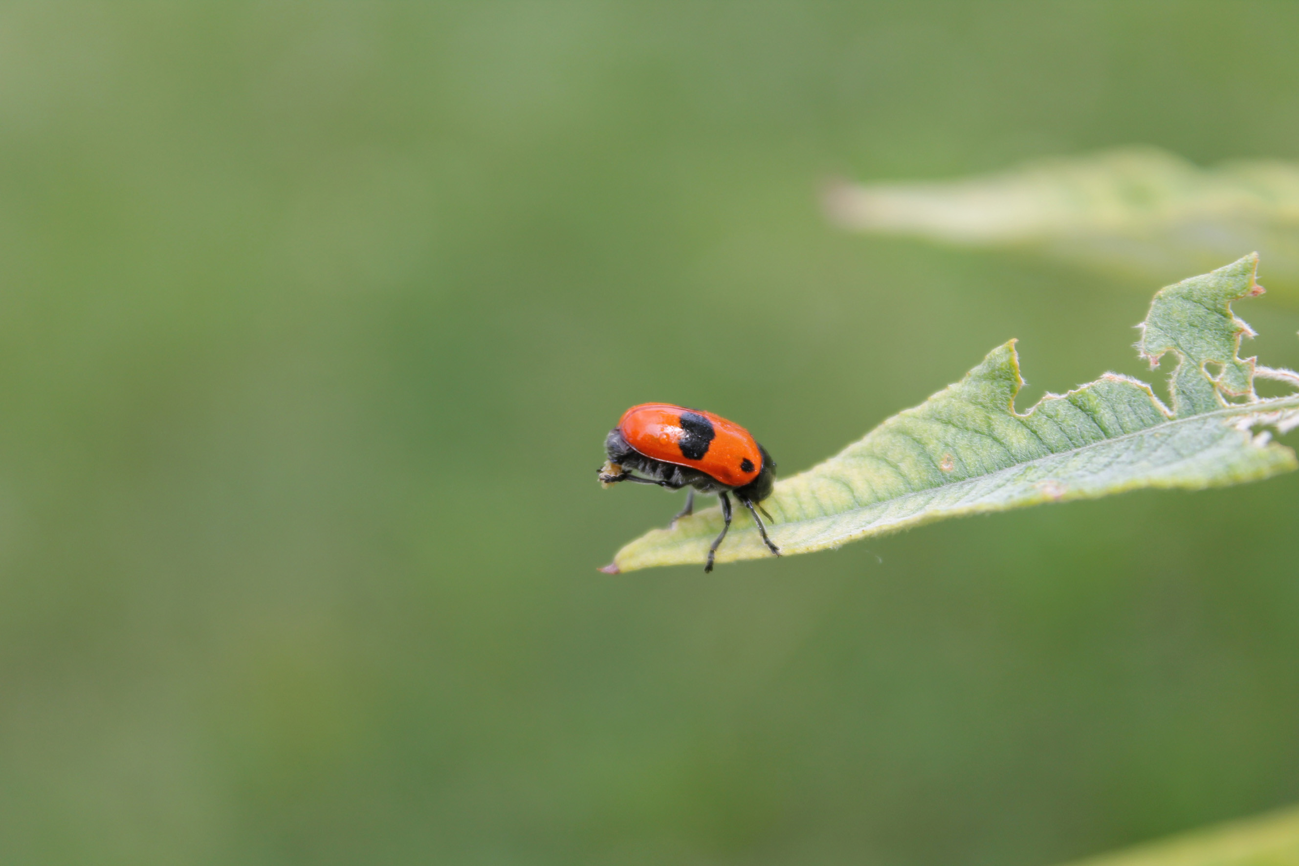 Nationalpark-Donau-Auen-34361-5-Fauna-WL-Insekten-AmeisenSackkafermitEi,Hackl.JPG