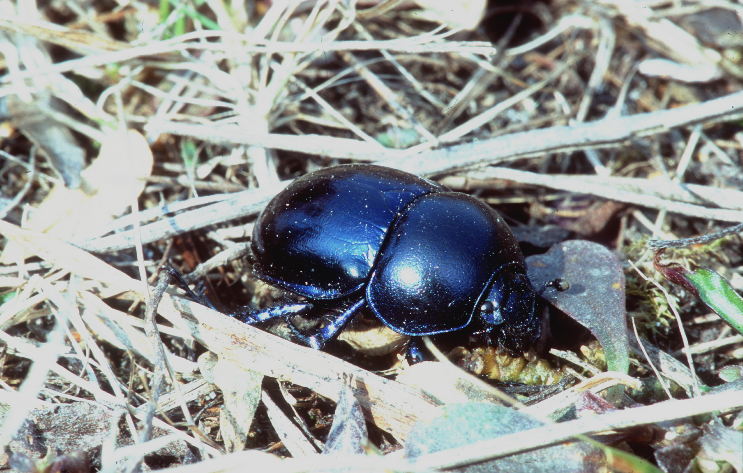 Nationalpark-Donau-Auen-6729-5-Fauna-WL-Insekten-gemeiner-Mistkafer,Baumgartner.jpg