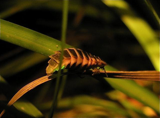 Nationalpark-Donau-Auen-23769-5-Fauna-WL-Insekten-GrosserLeuchtkafer,Ineichen.jpg