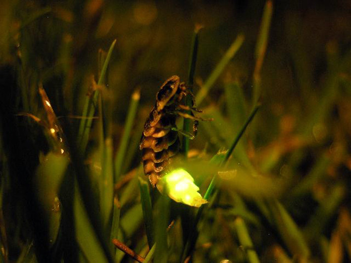 Nationalpark-Donau-Auen-23770-5-Fauna-WL-Insekten-GrosserLeuchtkafer,Ineichen.jpg