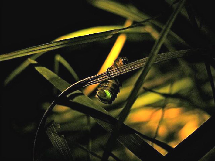 Nationalpark-Donau-Auen-23771-5-Fauna-WL-Insekten-GrosserLeuchtkafer,Ineichen.jpg