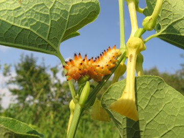 Nationalpark-Donau-Auen-30004-5-Fauna-WL-5-Insekten-OsterluzeifalterRaupe,Baumgartner.JPG