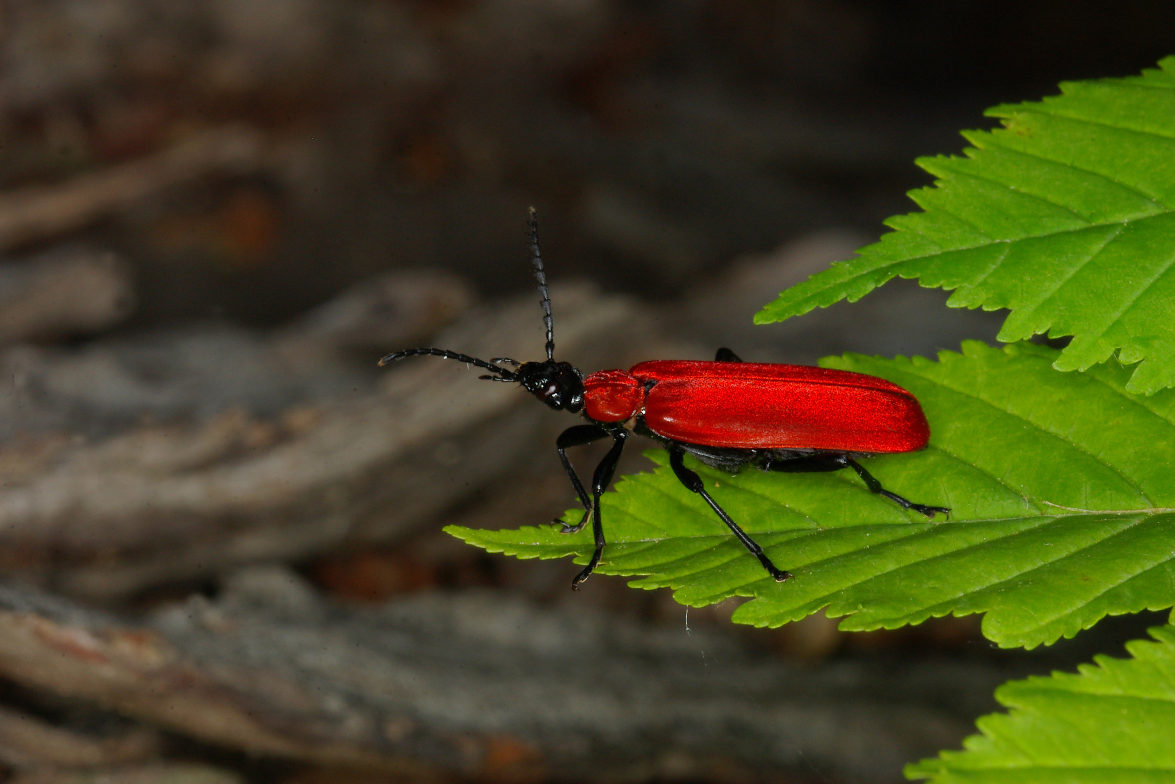 Nationalpark-Donau-Auen-11136-5-Fauna-WL-Insekten-scharlachroter-Feuerkafer,Sendor,Zeman.jpg