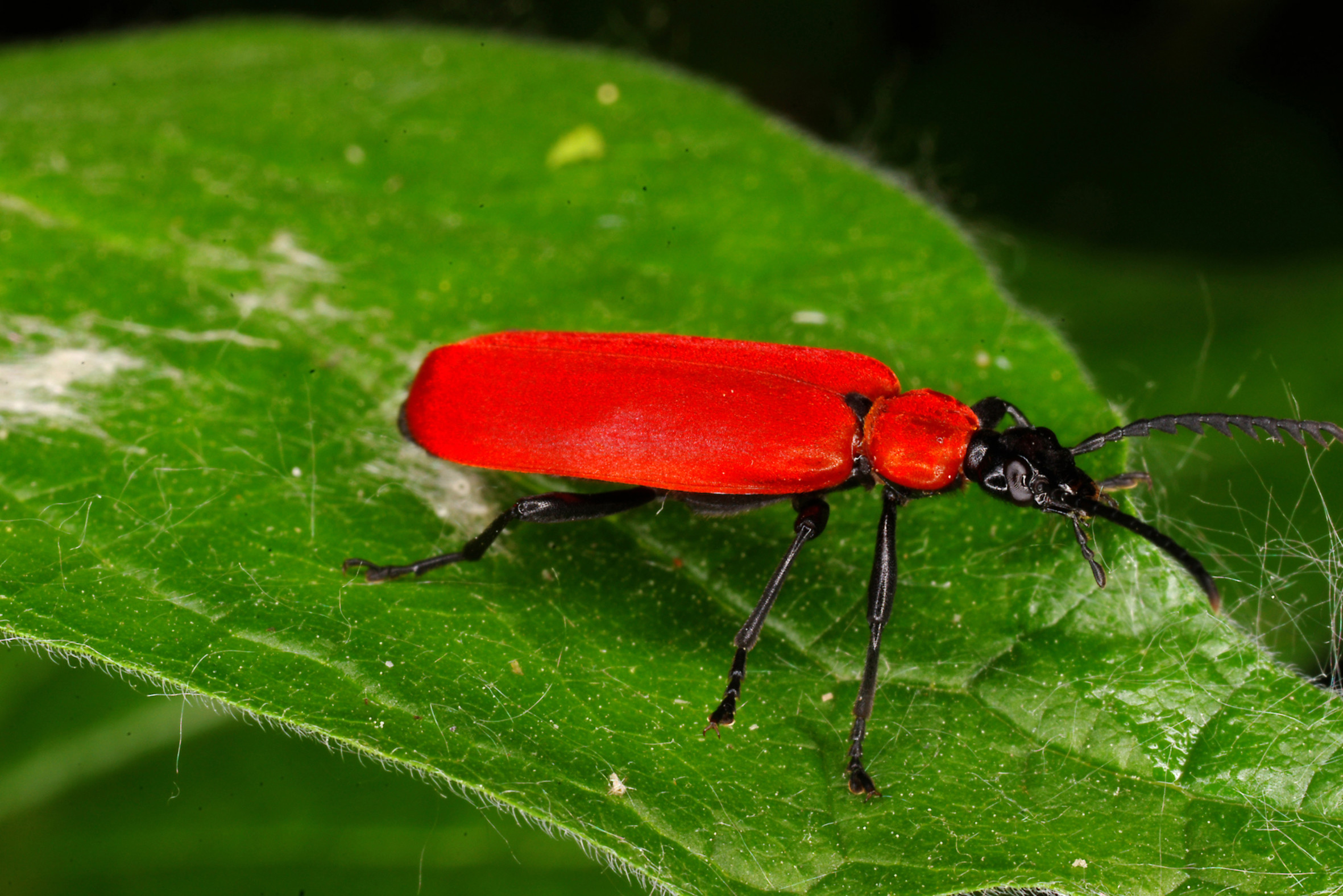 Nationalpark-Donau-Auen-11137-5-Fauna-WL-Insekten-scharlachroter--Feuerkafer,Sendor,Zeman.jpg