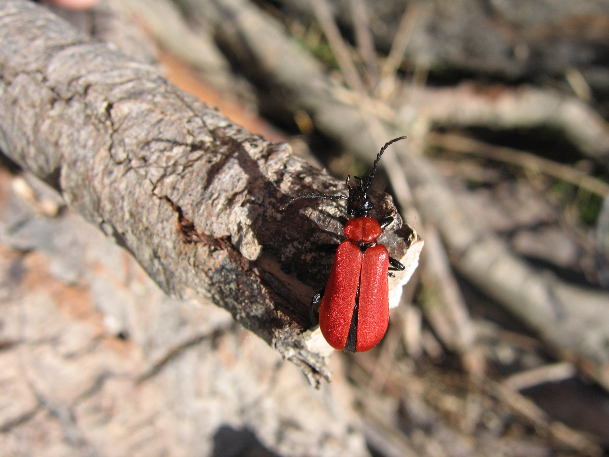 Nationalpark-Donau-Auen-12375-5-Fauna-WL-Insekten-scharlachroter-Feuerkafer,Baumgartner.jpg