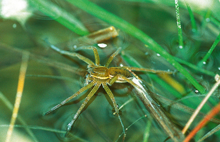 Nationalpark-Donau-Auen-10769-5-Fauna-WL-Spinnen-Jagdspinne,-BaumgartnerB.jpg