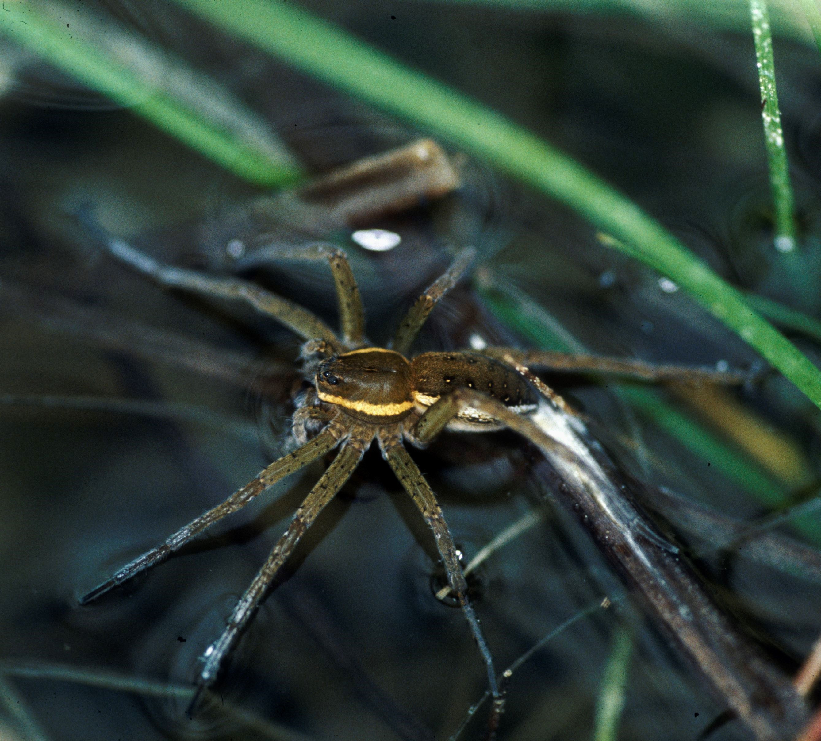 Nationalpark-Donau-Auen-3404-5-Fauna-WL-Spinnen-Gerandete-Jagdspinne,Baumgartner.jpg