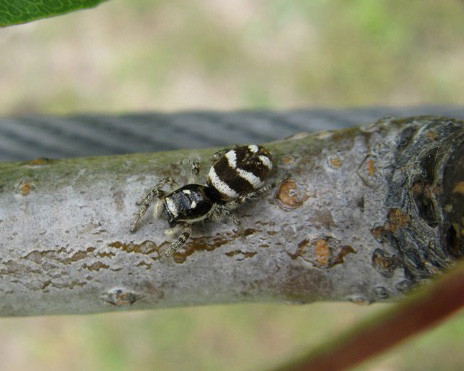 Nationalpark-Donau-Auen-25184-5-Fauna-WL-Spinnen-Zebraspringspinne,Hackl.jpg