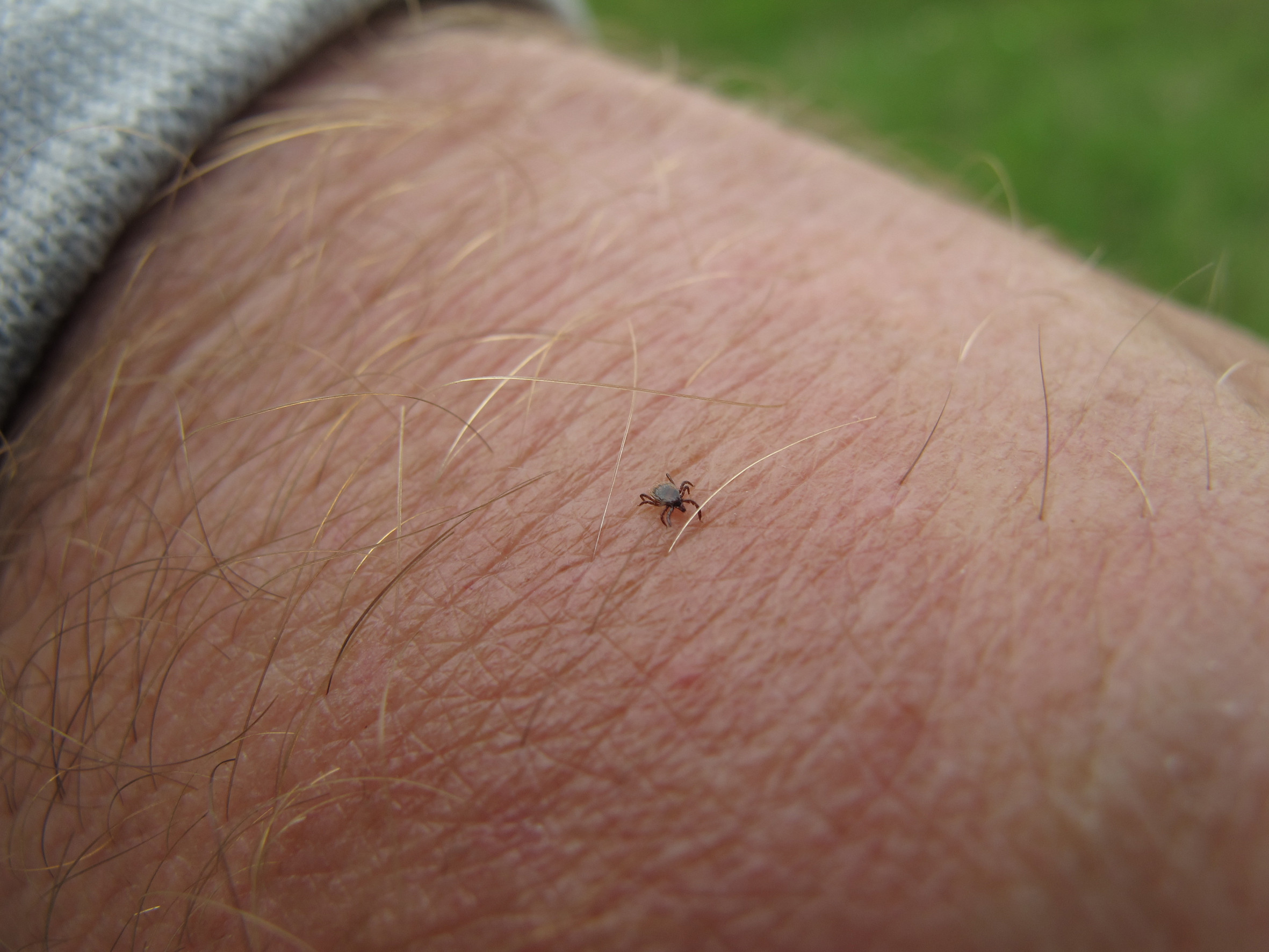 Nationalpark-Donau-Auen-31732-5-Fauna-WL-Spinnen-Holzbock_Zecke,Baumgartner.JPG