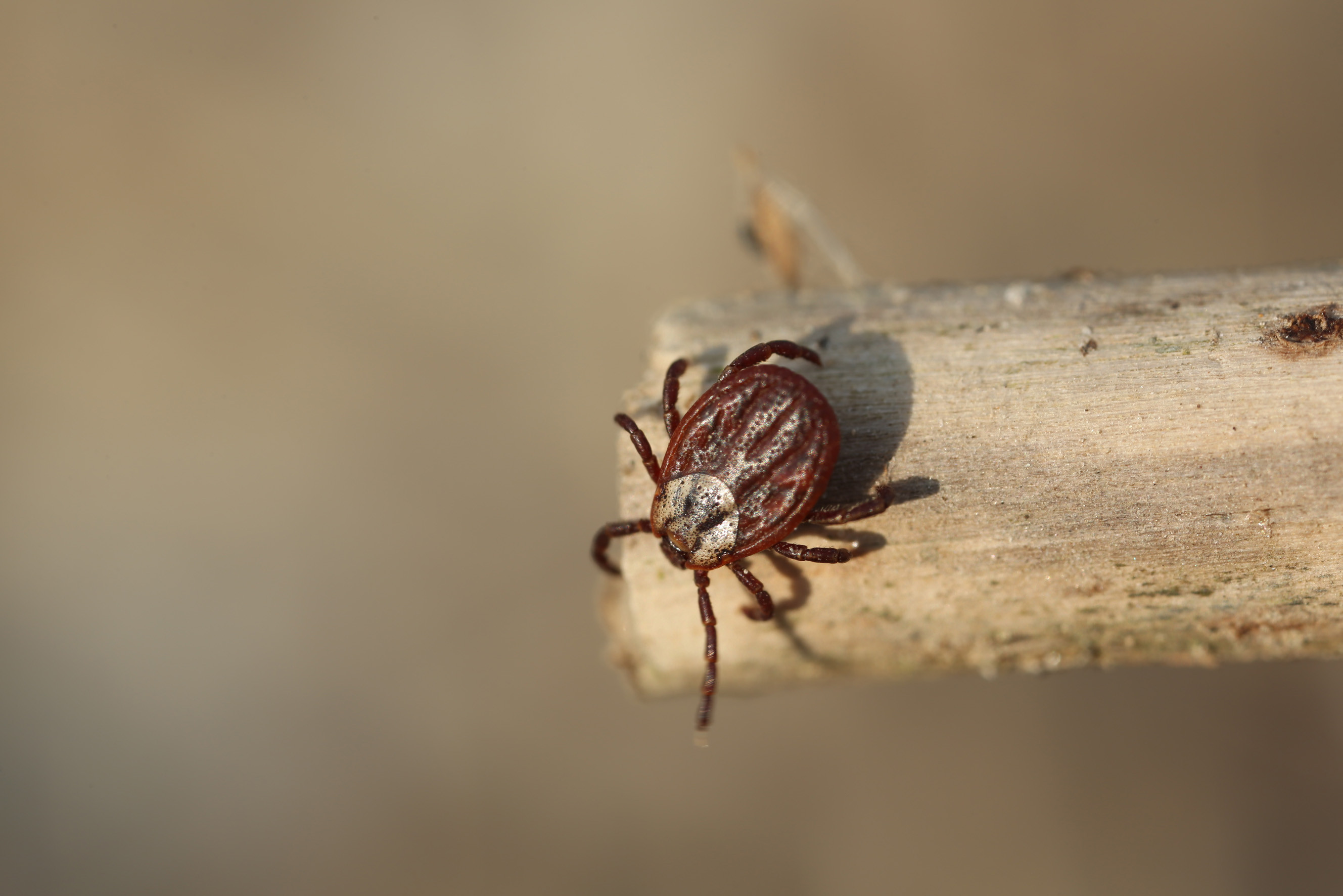 Nationalpark-Donau-Auen-38302-5-Fauna-WL-Spinnen-HolzbockWeibchen,Baumgartner.JPG