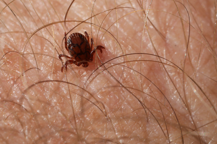 Nationalpark-Donau-Auen-46857-5-Fauna-WL-Spinnen-Holzbock,Baumgartner.JPG