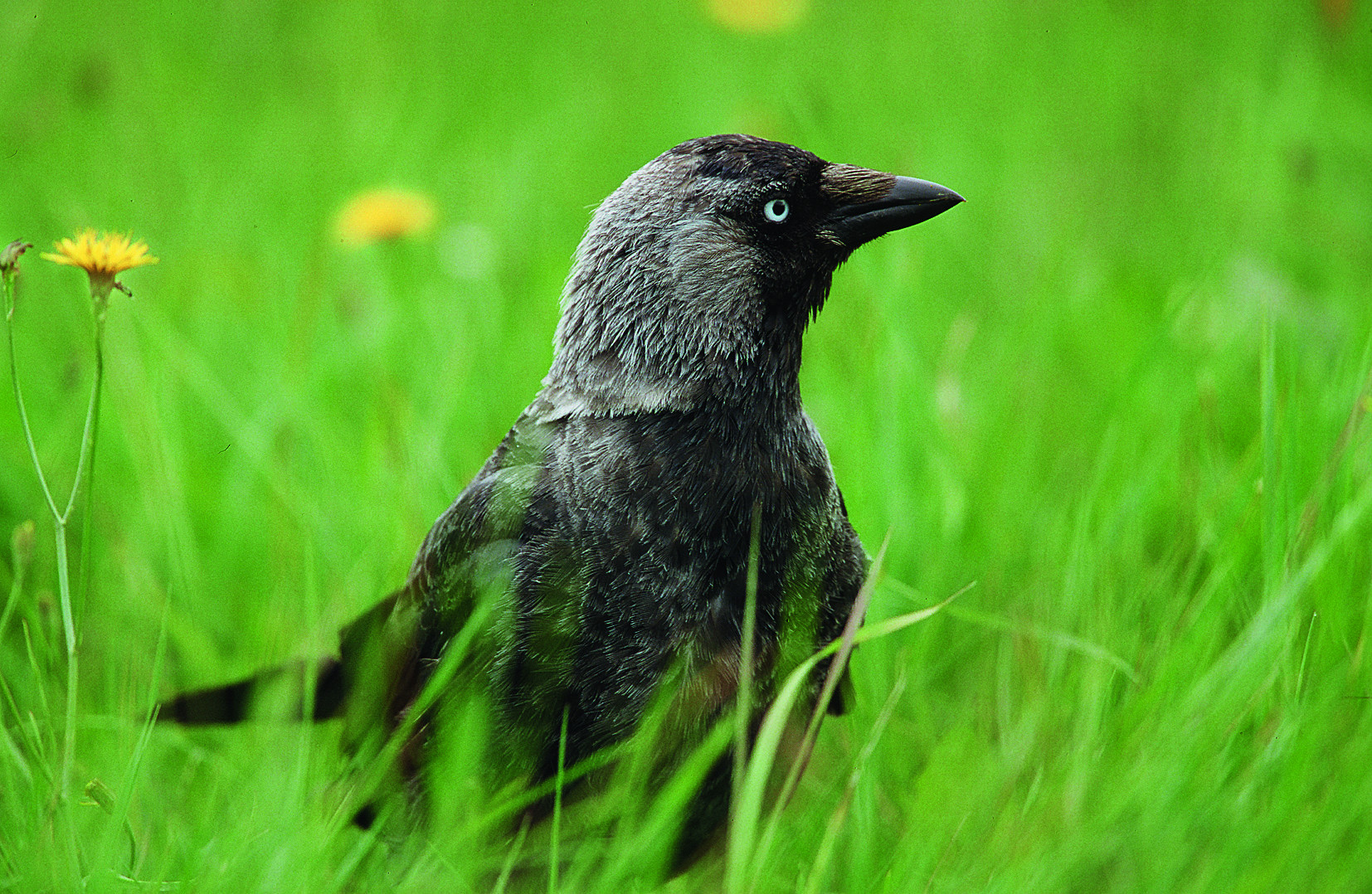 Nationalpark-Donau-Auen-17849-1-WT-Vogel-Dohle,BaumannB.jpg