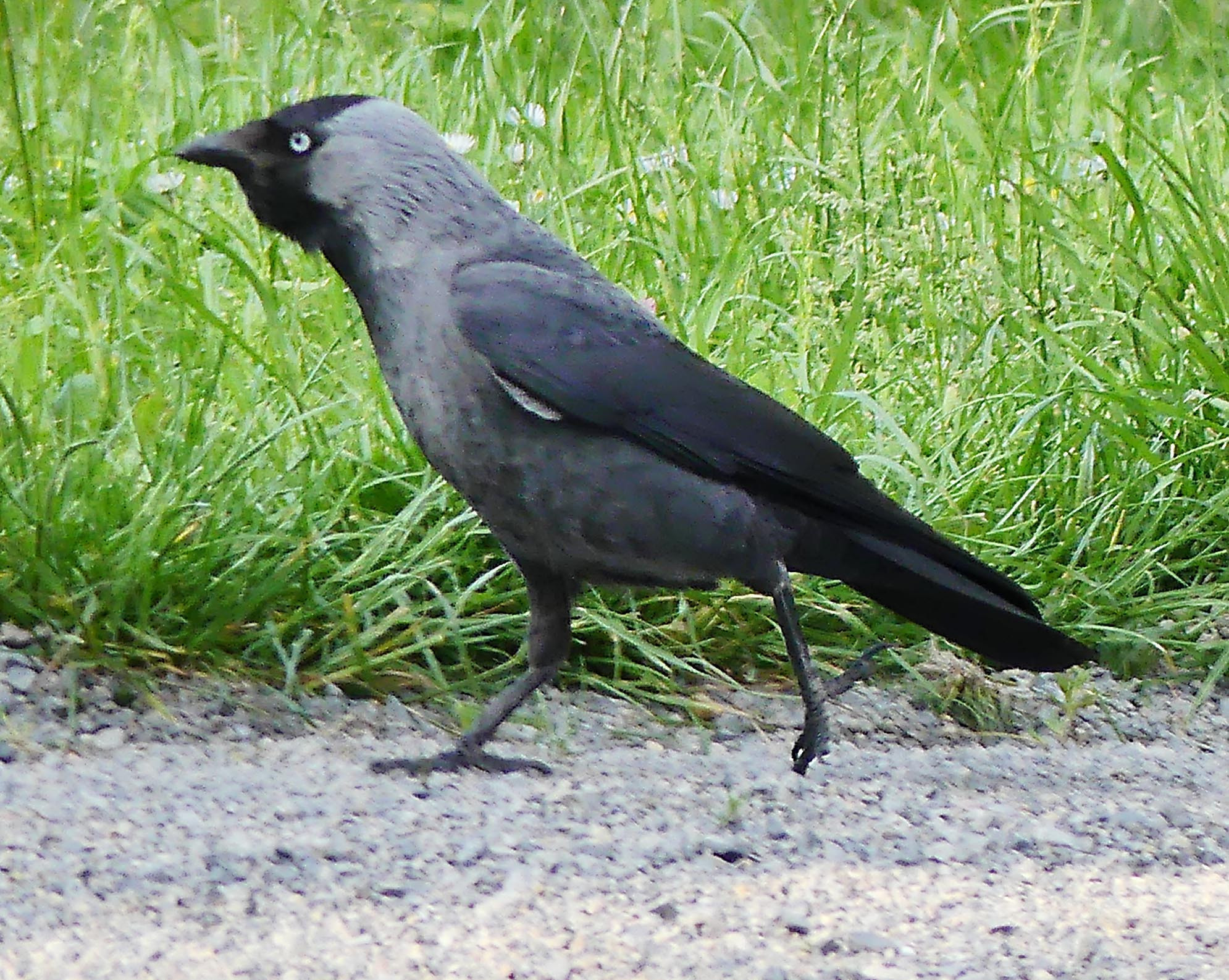 Nationalpark-Donau-Auen-39357-1-Fauna-WT-Vogel-Dohle,Pavek.jpg