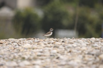 Nationalpark-Donau-Auen-21377-1-WT-Vogel-Flussregenpfeifer,Kern.JPG