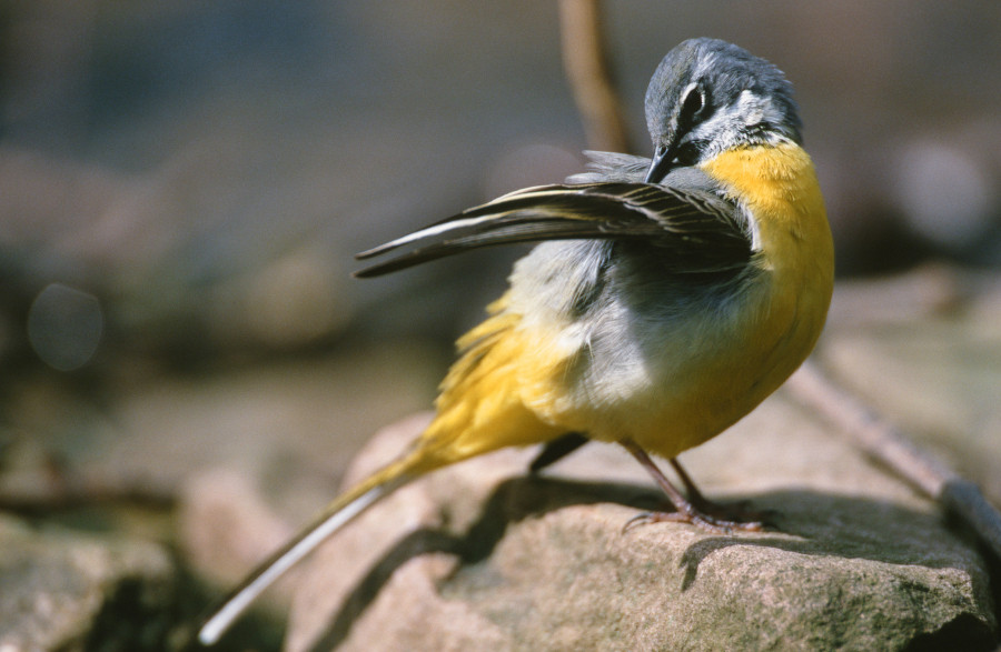 Nationalpark-Donau-Auen-17852-1-WT-Vogel-Gebirgstelze,Baumann.jpg