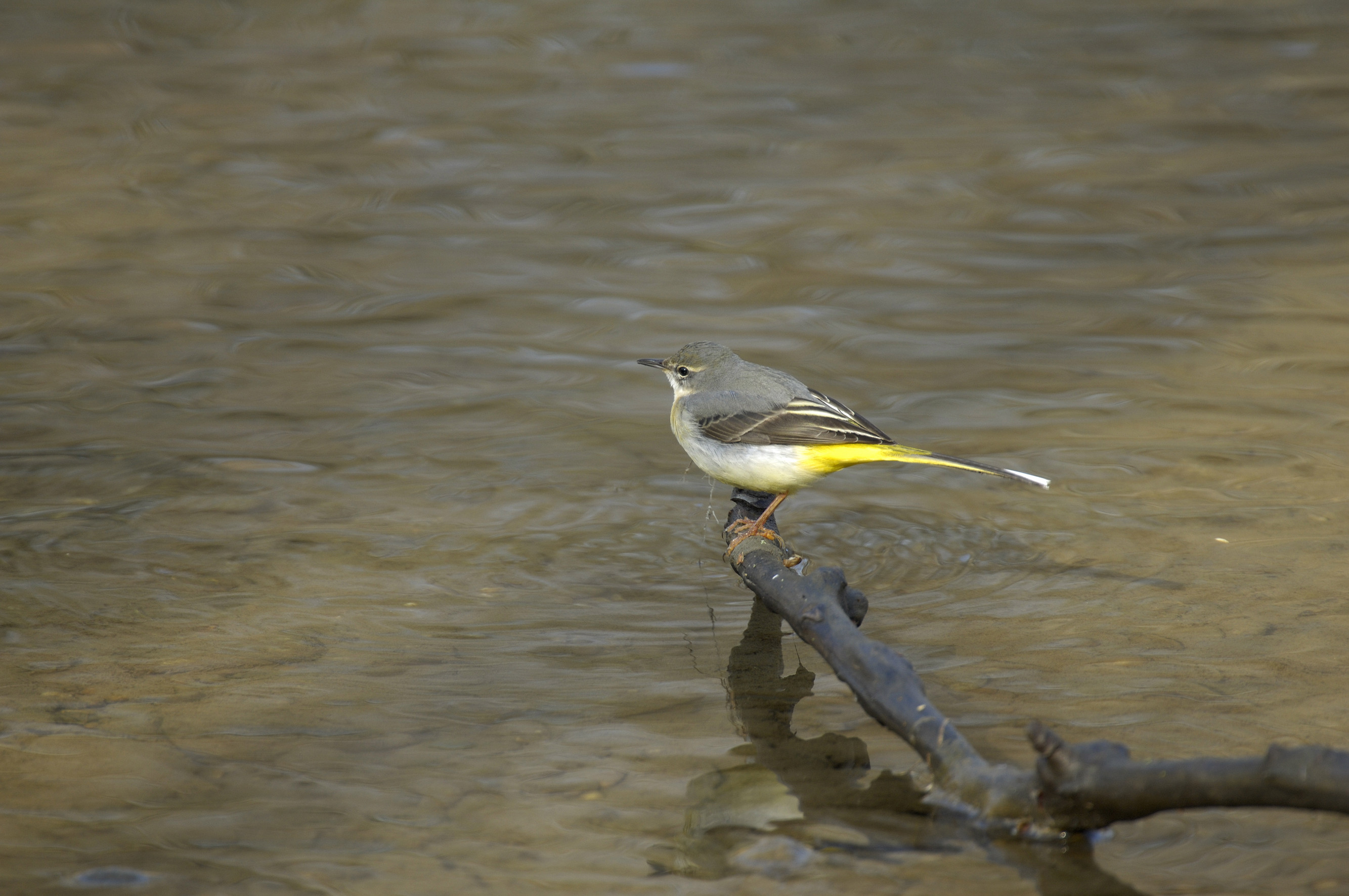 Nationalpark-Donau-Auen-35120-1-WT-Vogel-Gebirgsstelze,Kracher.jpg