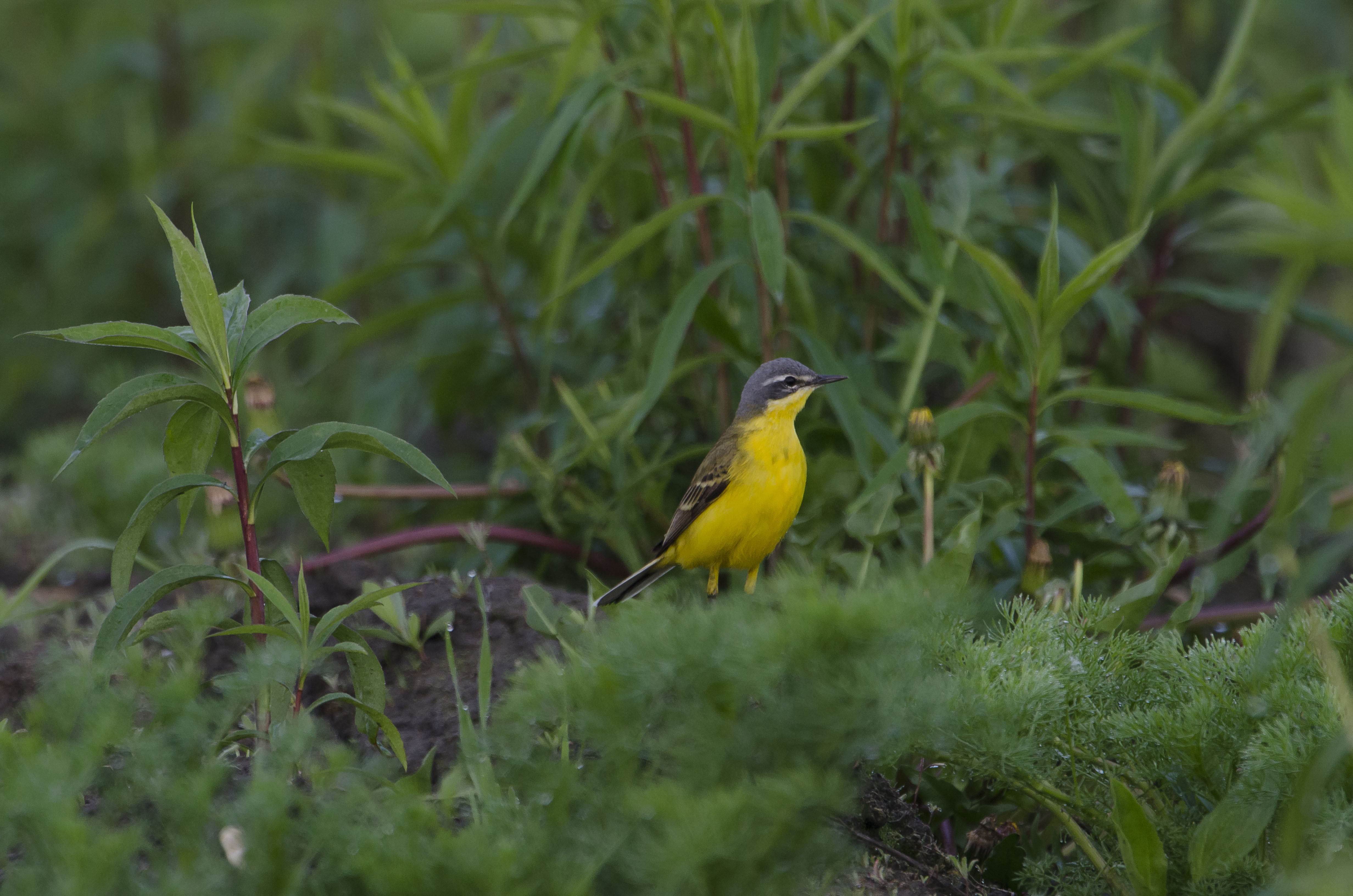 Nationalpark-Donau-Auen-49569-1-Fauna-WT-Vogel-Gebirgsstelze,Fiala.jpg