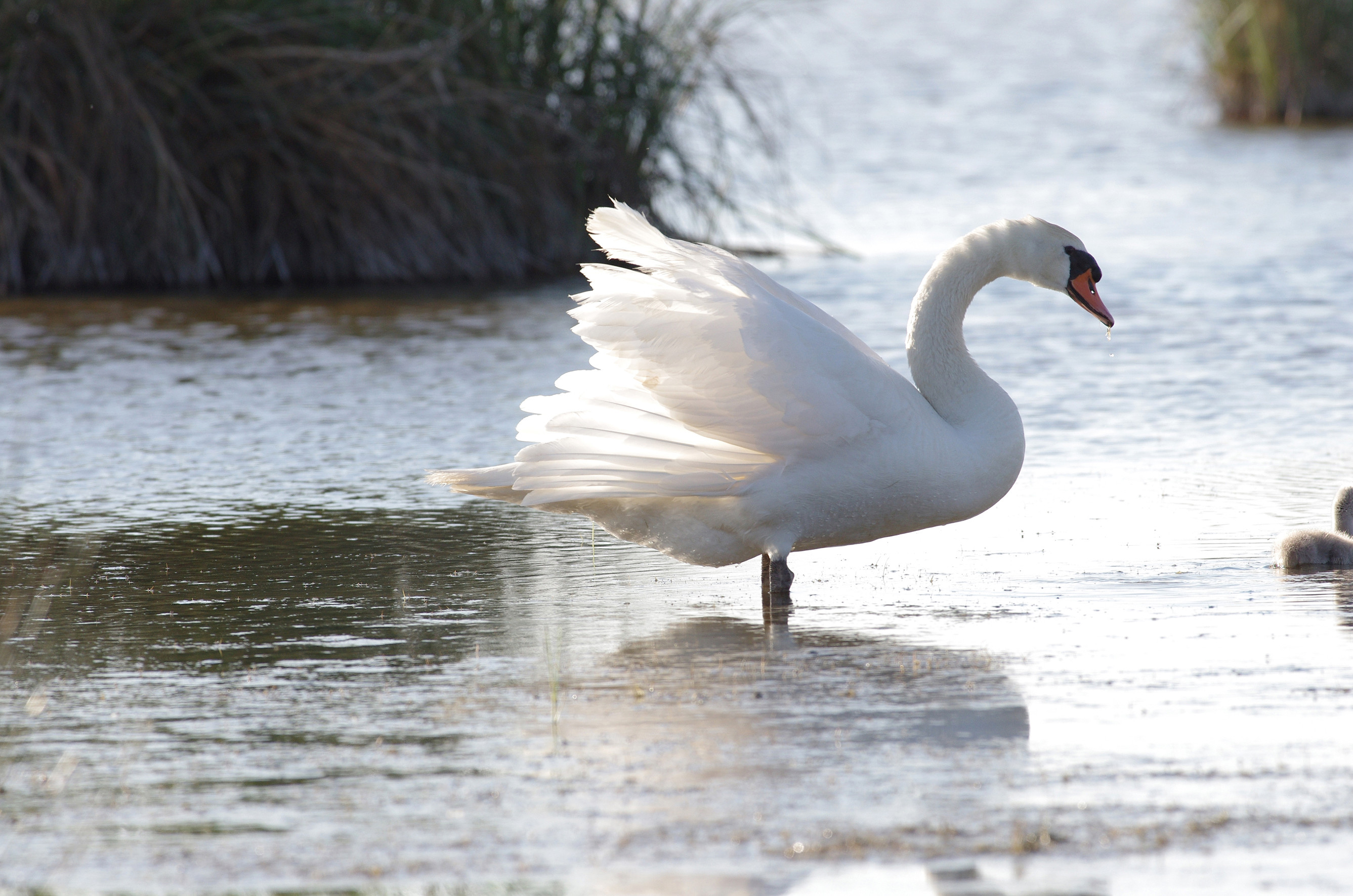 Nationalpark-Donau-Auen-29516-1-WT-Vogel--Hockerschwan,SendorZeman.jpg