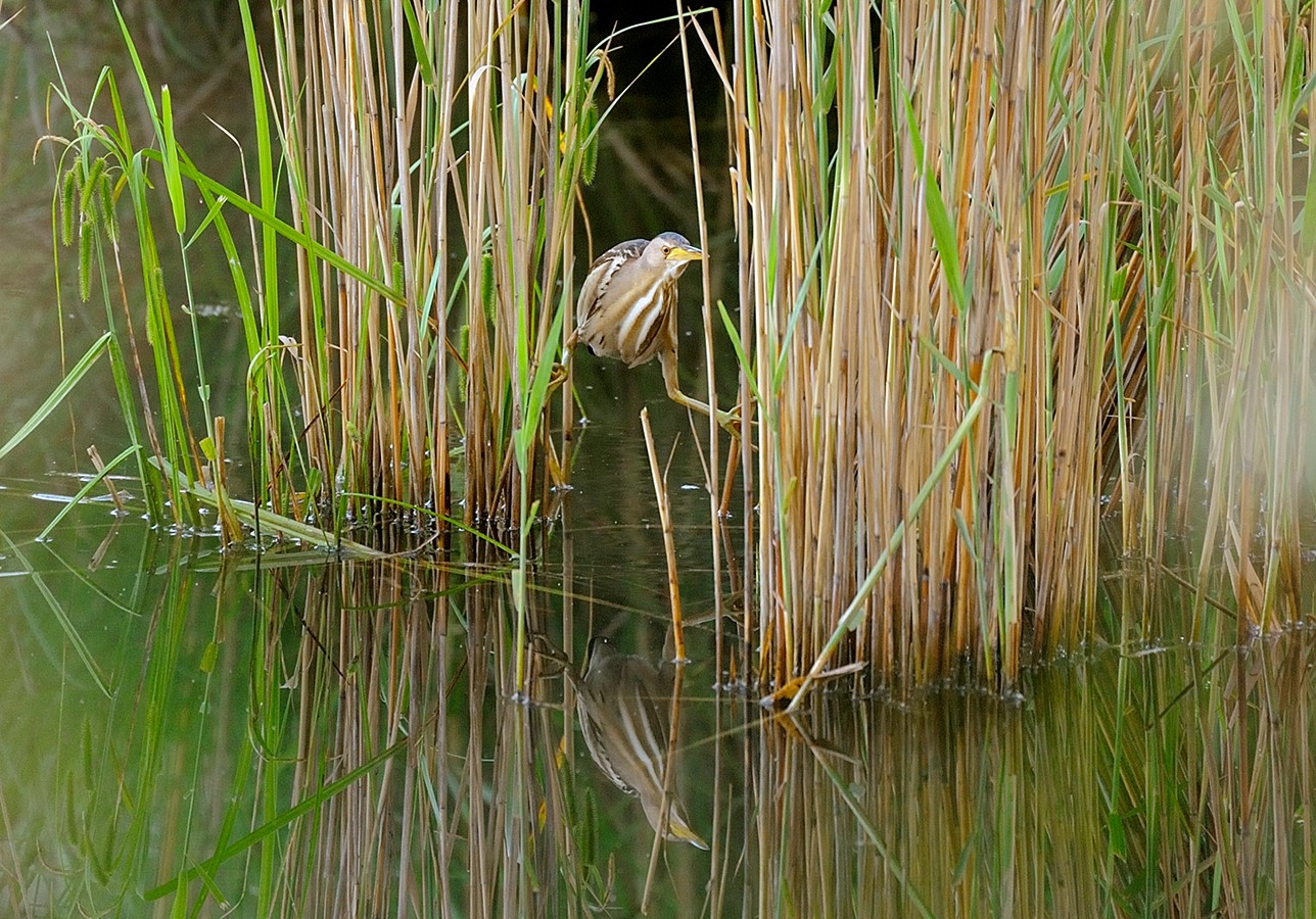 nationalpark-donau-auen-rohrdommel,-kracher.jpg