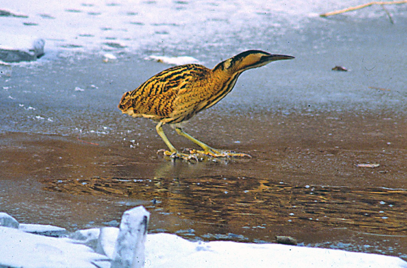 nationalpark-donau-auen-rohrdommel,-sendor-zeman.jpg