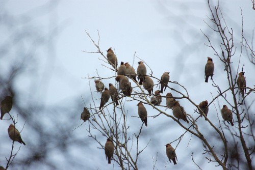 Nationalpark-Donau-Auen-11240-1-WT-Vogel-Seidenschwanz,Sendor,Zeman.jpg