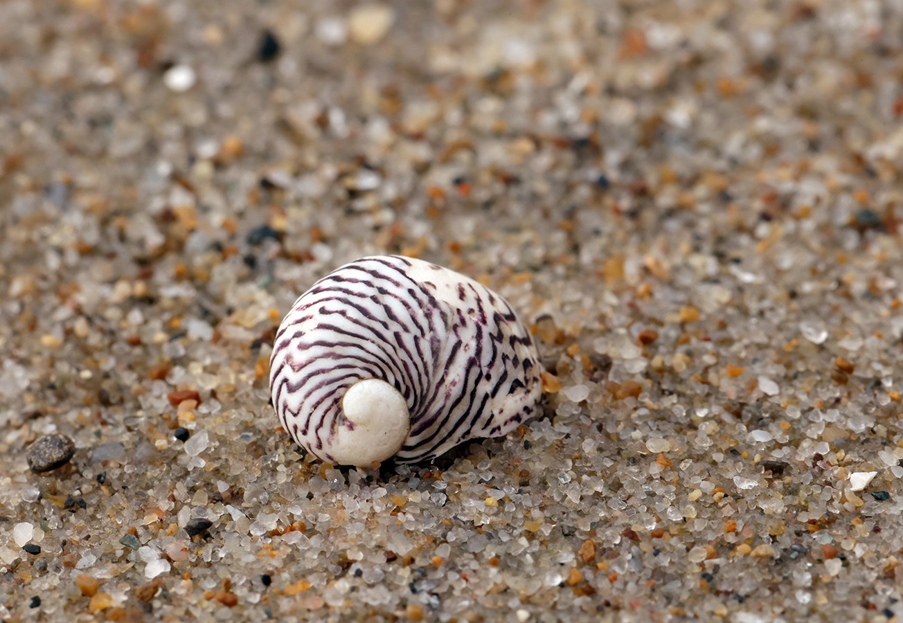 nationalpark-donau-auen-55424-5-fauna-wl-weichtiere-donau-kahnschnecke,baumgartner.JPG