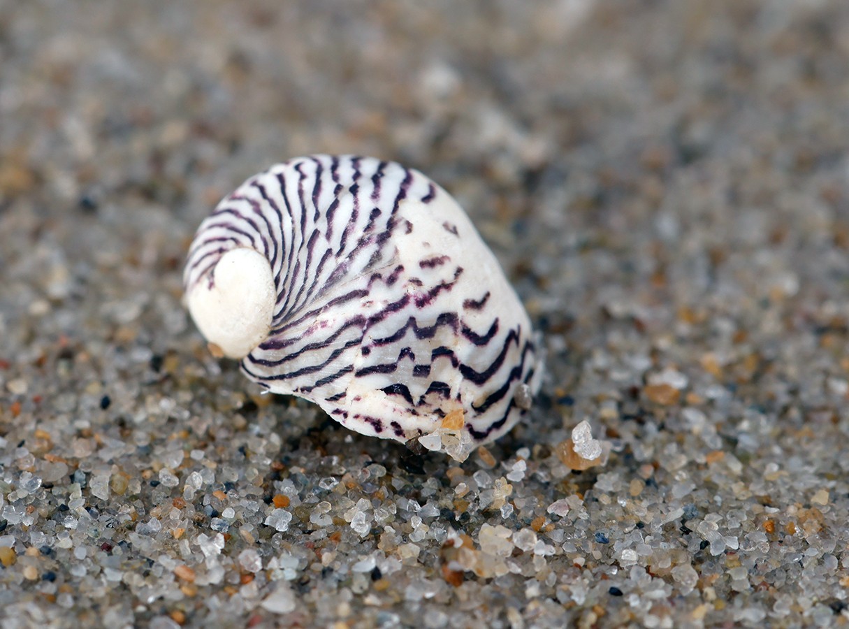 nationalpark-donau-auen-55425-5-fauna-wl-weichtiere-donau-kahnschnecke,baumgartner.JPG