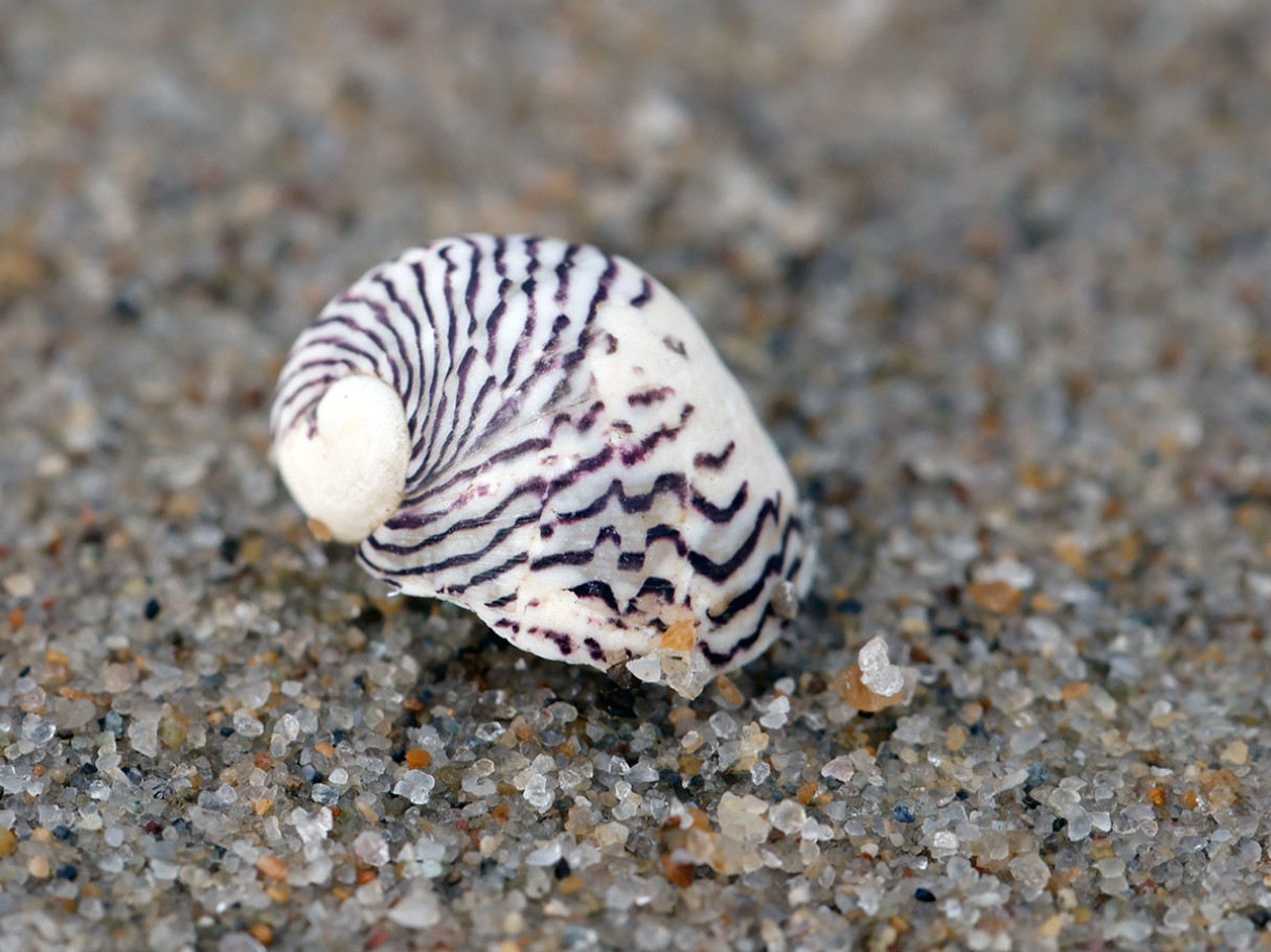 nationalpark-donau-auen-55425-5-fauna-wl-weichtiere-donau-kahnschnecke,baumgartner.JPG