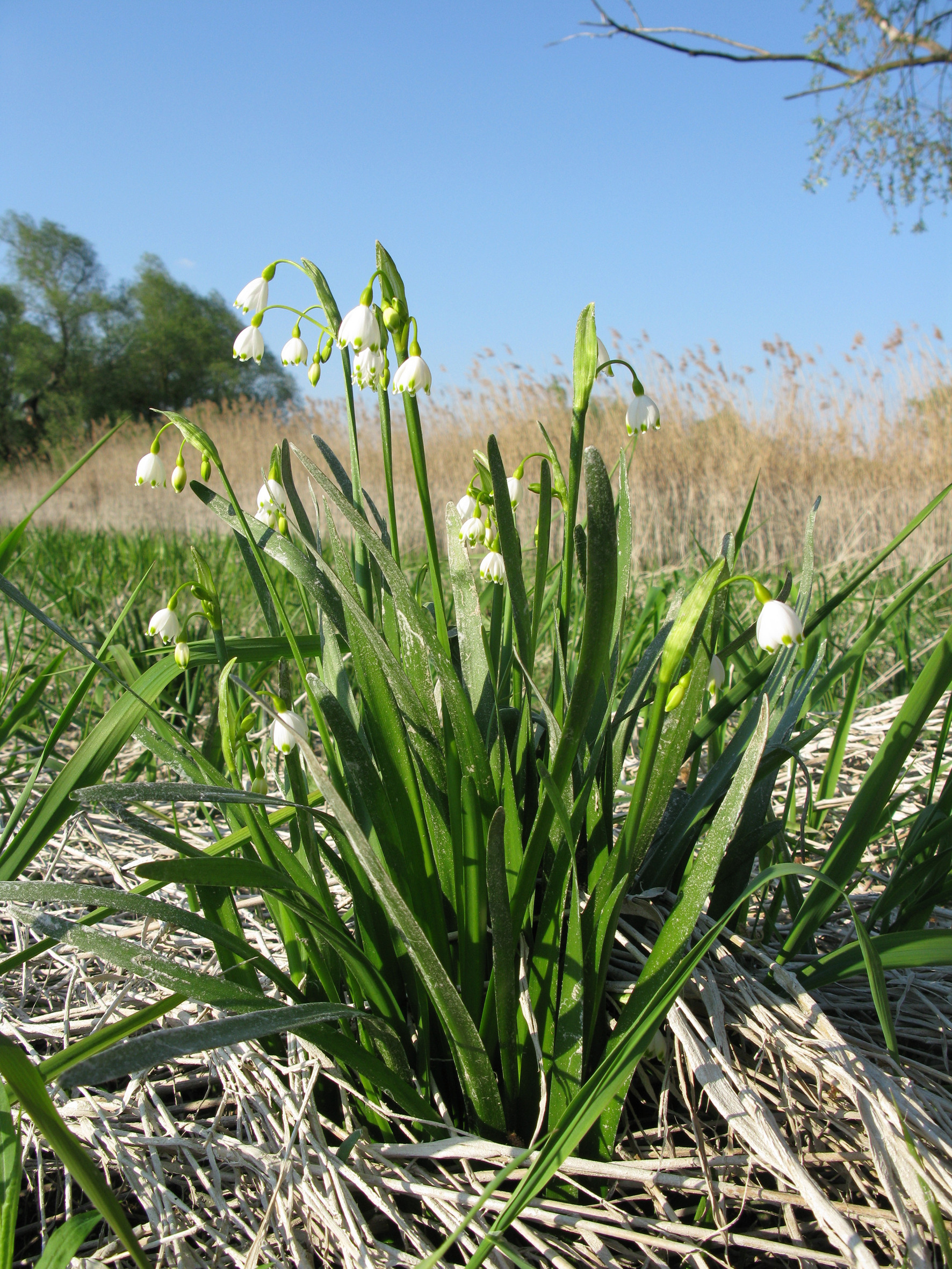 Nationalpark-Donau-Auen-16843-7-Flora-Krautige-Sommerknotenblume,Baumgartner.JPG