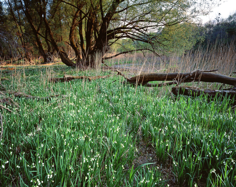 Nationalpark-Donau-Auen-19445-7-Flora-Krautige-Sommerknotenblume,Popp.JPG