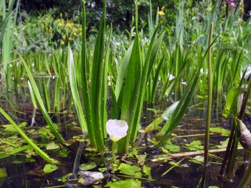 nationalpark-donau-auen-krebsschere1.jpg