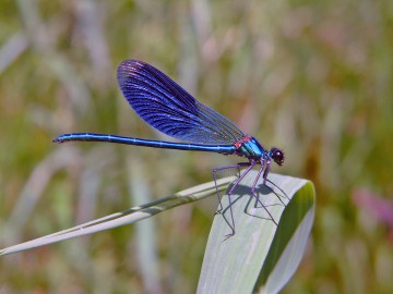 nationalpark-donau-auen-gebanderte-prachtlibelle,-geerts.jpg