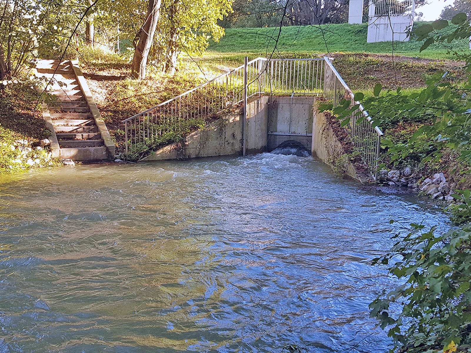 nationalpark-donau-auen-orther-siel,-schneeweihs.jpg