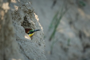 nationalpark-donau-auen-weihnachten-2024.jpg