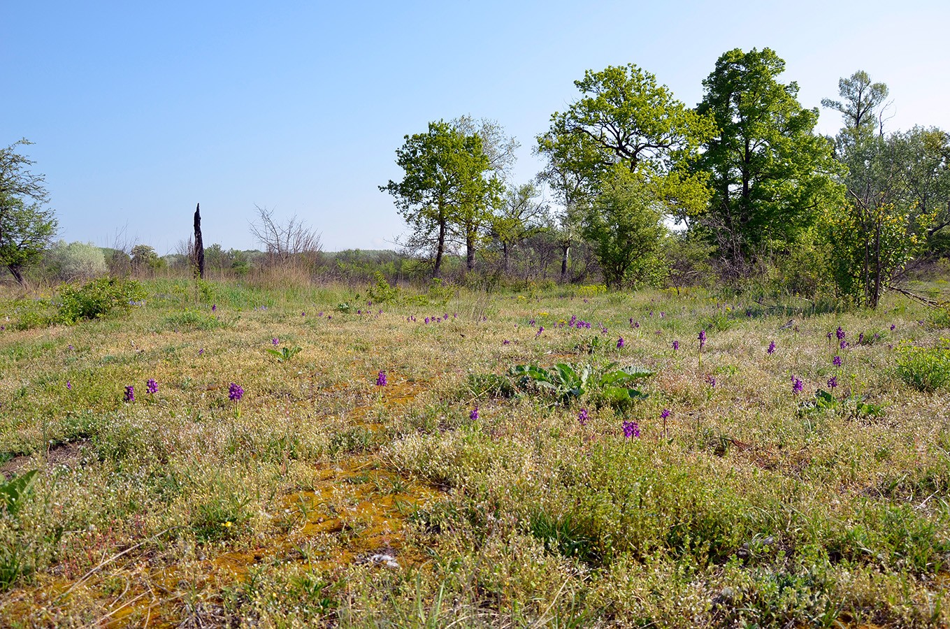 Nationalpark-Donau-Auen-Lebensraum3.JPG